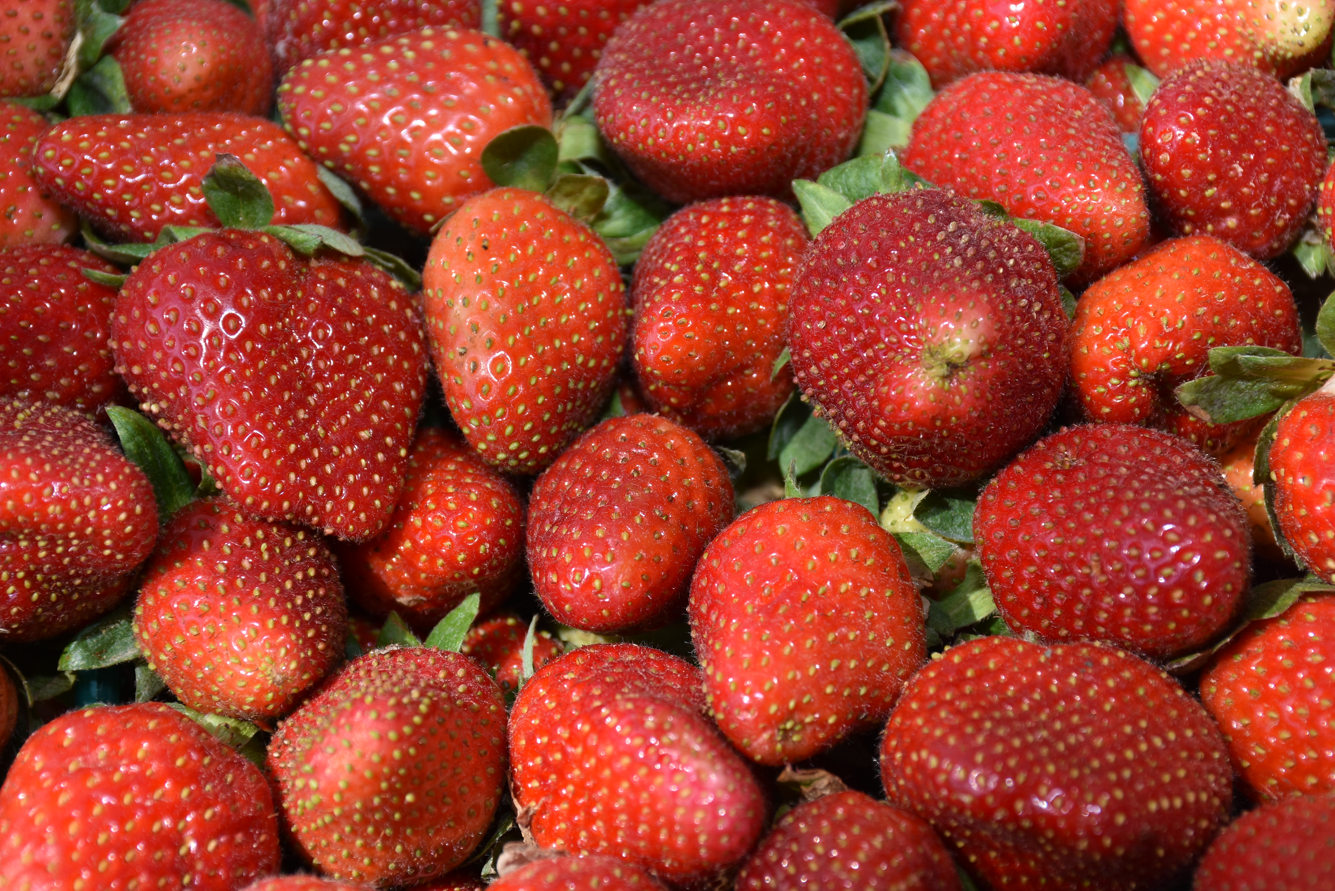 Strawberry crop coming early, looking good